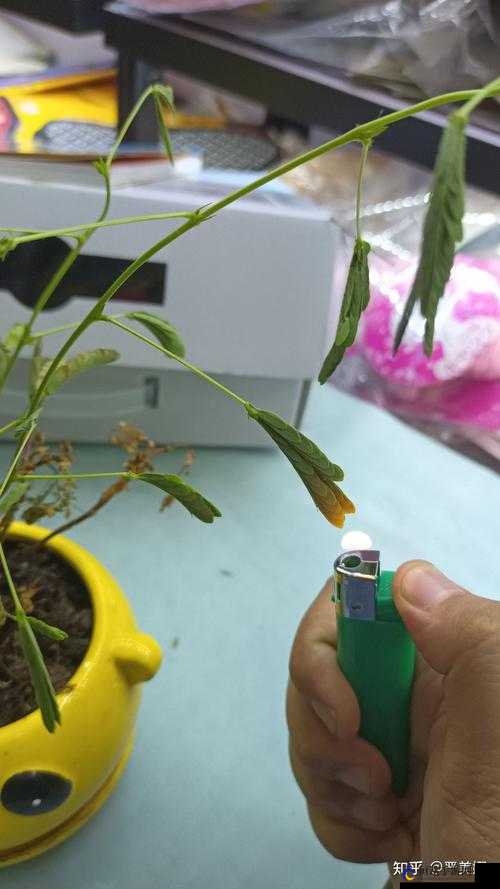 含羞草成年实验所的秘密探索