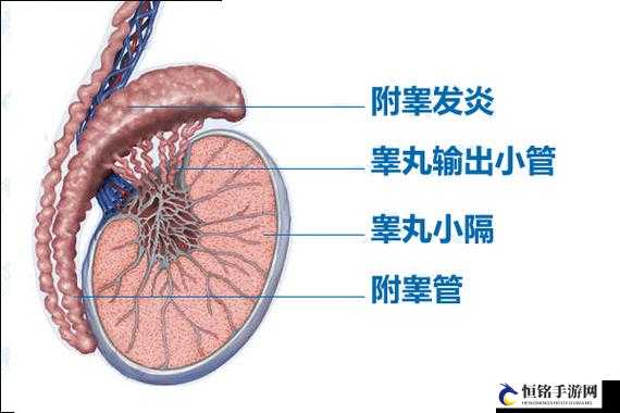 和女朋友在一起睾丸胀痛，特别难受