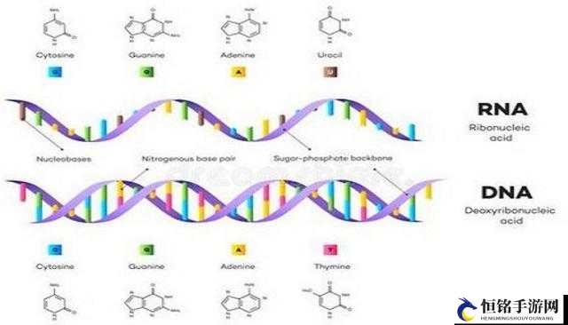 rna 与 cdna 杂交之研究